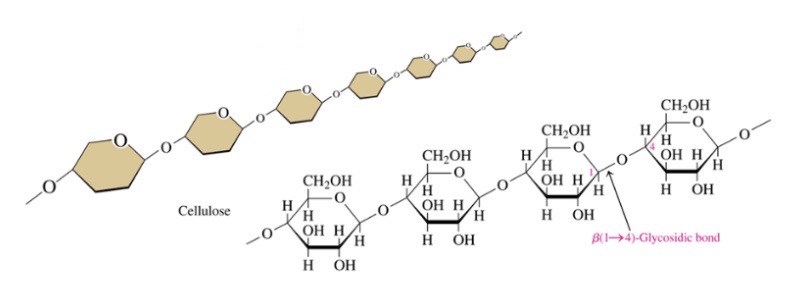 \-structural unit of woods and plants 

\-unbranched chain of B-1.4 glycosidic bonds

\-can’t be digested by humans 
