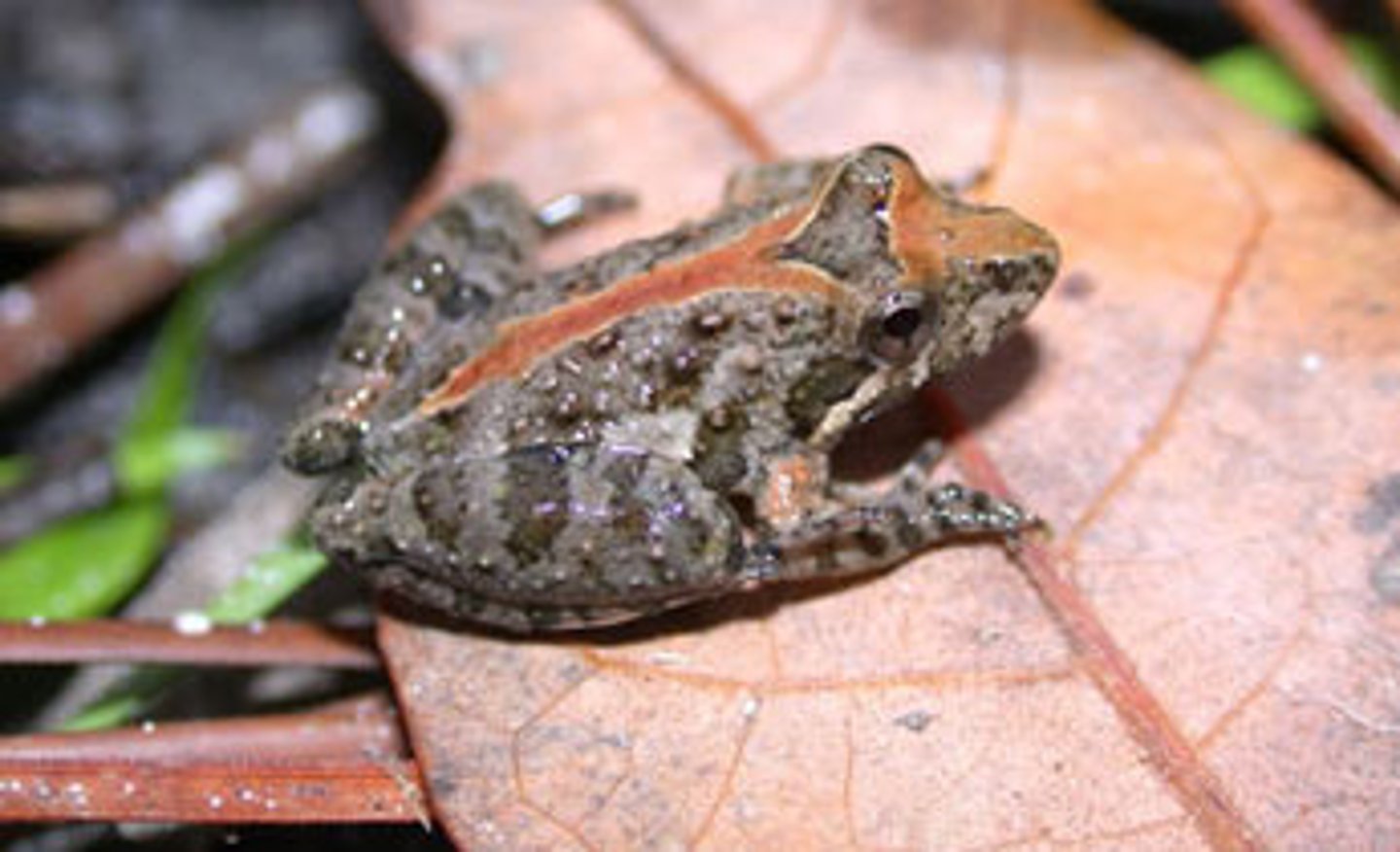 <p>Southern Cricket Frog</p>