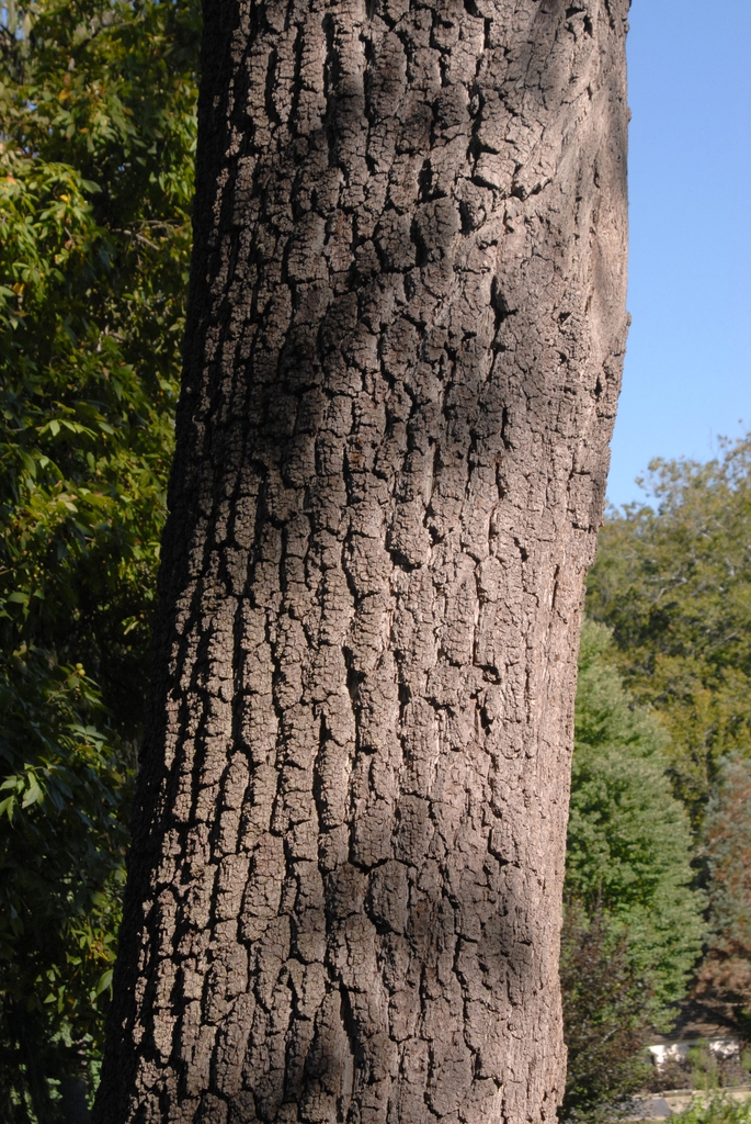 <p>black walnut, Juglans nigra (Juglandaceae)</p>