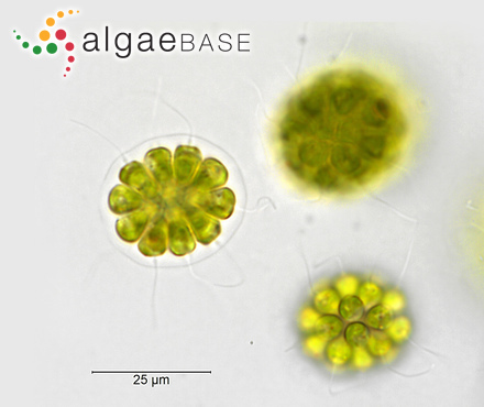 <p>Pandorina</p><p>chlorophyta</p><p>green</p><p>globular/spherical colony</p><p>radial compacted mass; held together at their bases in a gelatinous mix</p><p>2 flagella on each cell to create the rolling motion of colony</p><p>each cell has an eyespot</p>