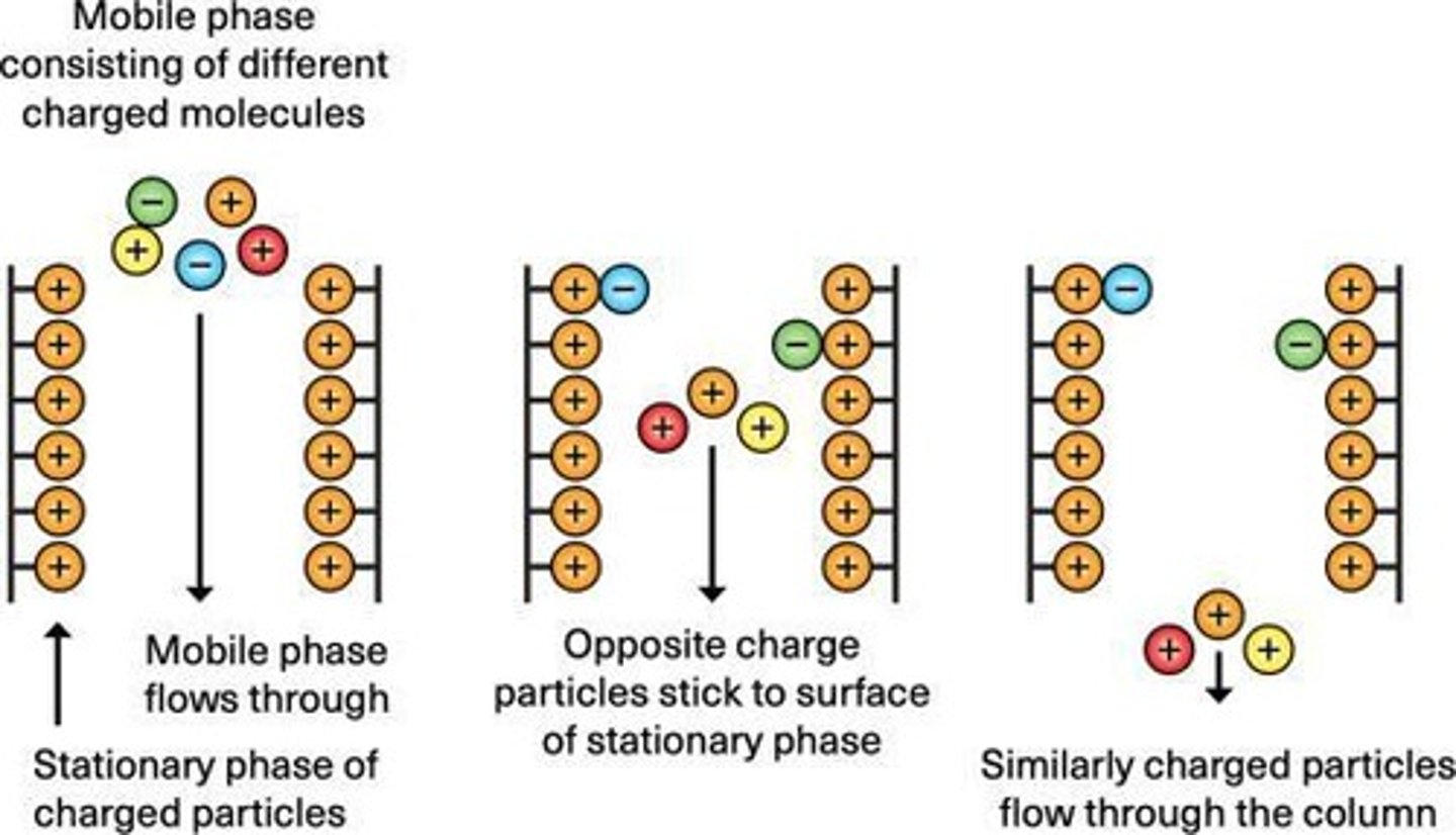 <p>Separates proteins based on their net surface charge at a given pH.</p>