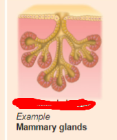 <p>what is the exocrine gland?</p>