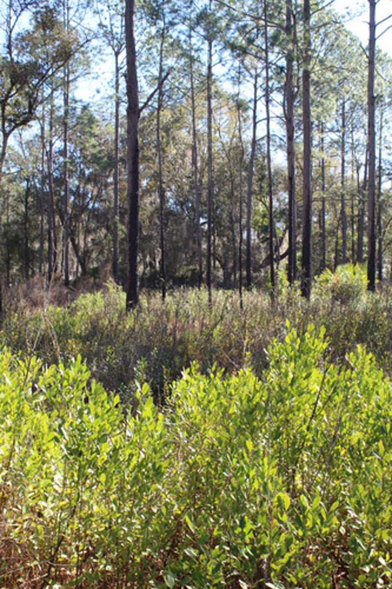 <p>What is the name of the plant pictured in the bottom?</p>