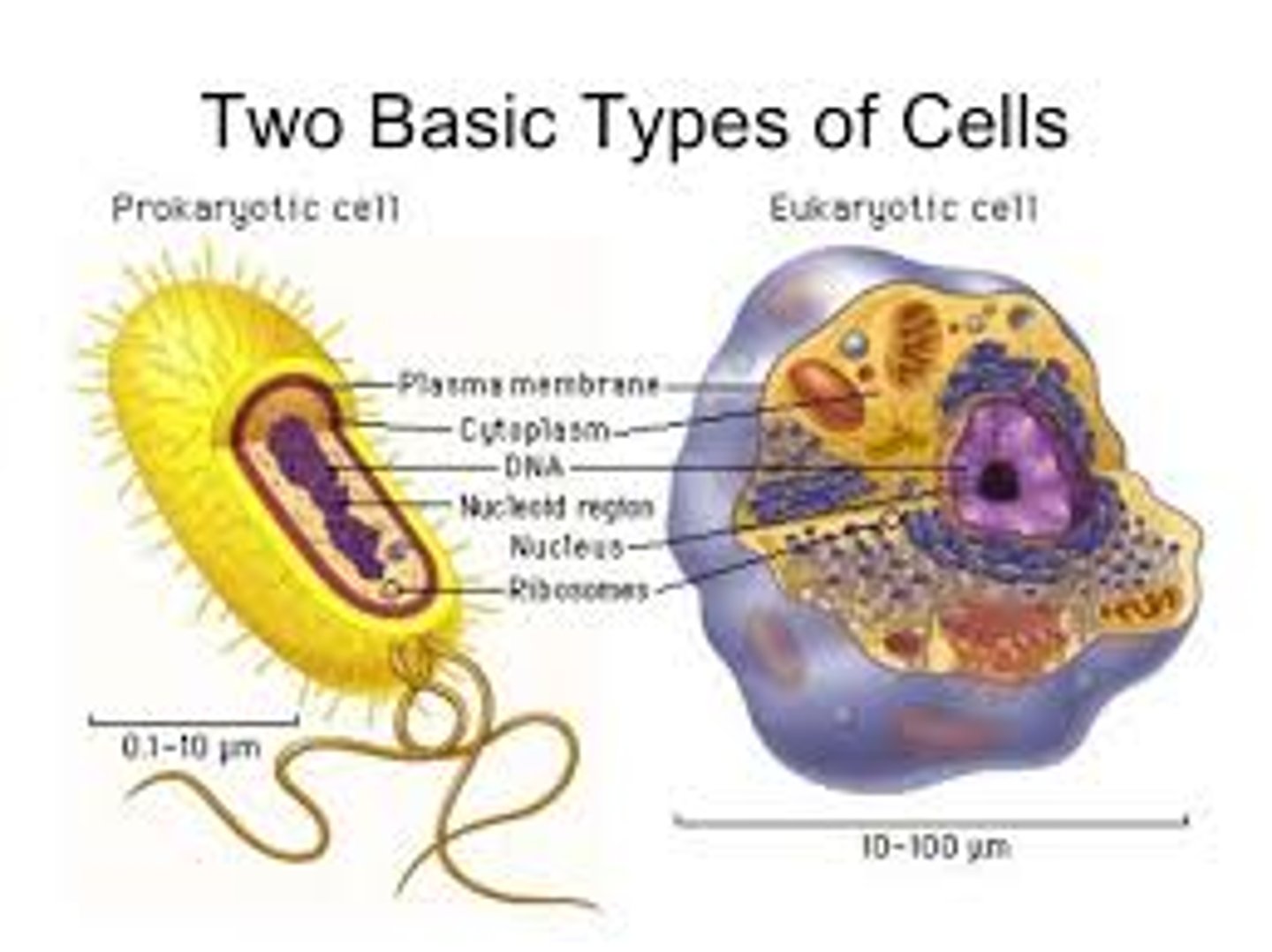 <p>Organisms made up of cells including prokaryotes and eukaryotes.</p>