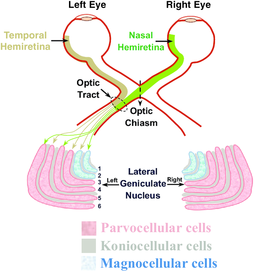 <ul><li><p>6 layers </p></li><li><p>layers 1-2= magnocellular </p></li><li><p>layers 3-6= parvocellular </p></li><li><p>between these are koinocellular layers </p></li><li><p>magnocellular layers have large receptive fields, high temporal resolution and low spatial resolution, they receive input mostly from rod dominated pathways = detect movement, broad outlines and rapid changes in visual field </p></li><li><p>parvoceullar layers have small receptive fields, low temporal resolution and high spatial resolution, they receive input from cone-dominated pathways and detect shape, fine texture and colour </p></li></ul><p></p>