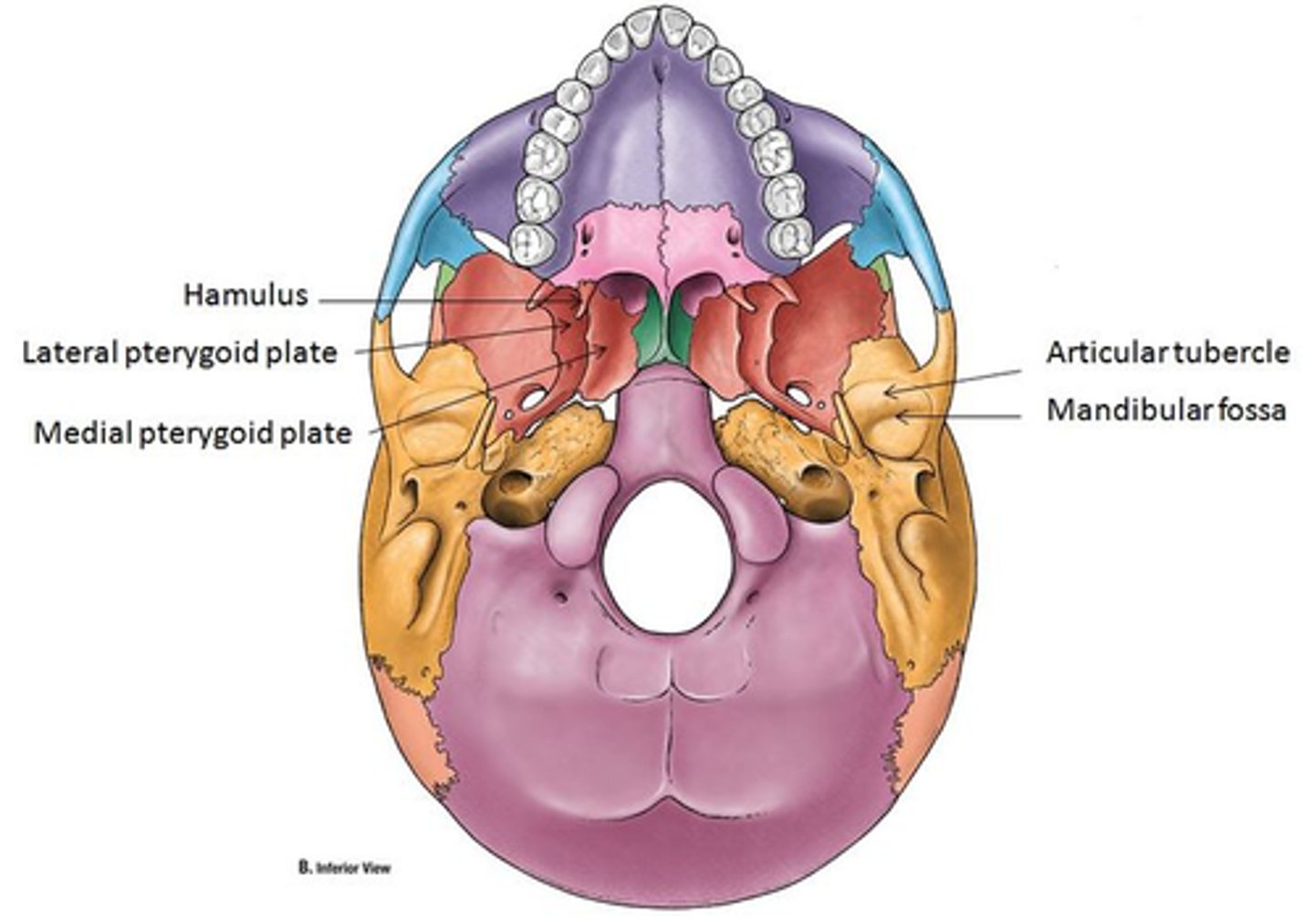 <p>The 90-degree turn of the tensor veli palatini around the hamulus is crucial for its function, allowing it to change direction and effectively tense the soft palate.</p><p>90 DEGREE TURN</p>