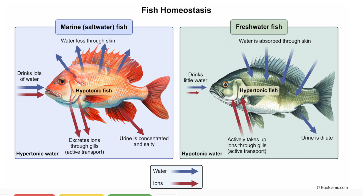 <p>This is a hypotonic fish where the environment is more hypertonic. The fish drinks a lot of water and loses a lot of water through its skin. Their pee is concentrated and salty </p>