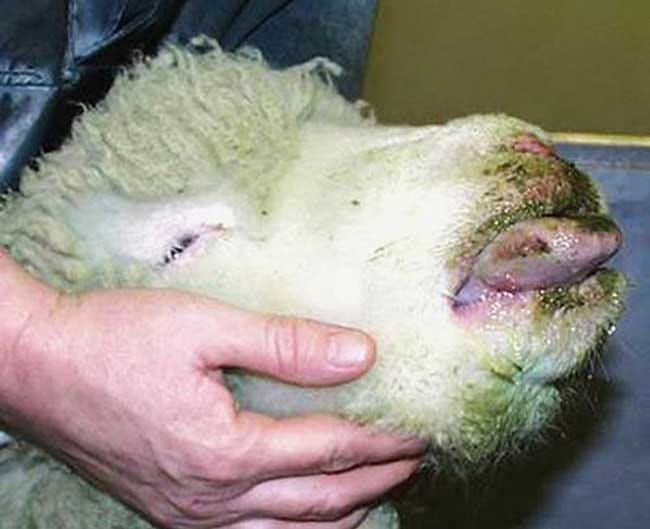 viral disease, 

inflammation, swelling, and hemorrhage of the mucous membranes of the mouth, nose, and tongue

spread from animal to animal by biting gnats

kills sheep, mild in goats
