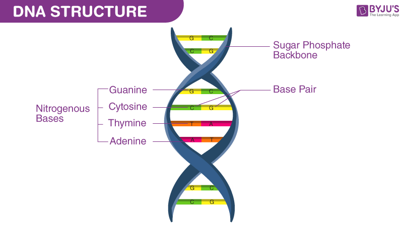 <p><mark data-color="yellow">DNA stores and transmits genetic information; it functions in the same way as all living things.</mark></p><p><mark data-color="yellow">DNA is a helical, double-stranded molecule.</mark></p><p><strong>D</strong>eoxyribo<strong>n</strong>ucleic <strong>a</strong>cid (DNA) is a <mark data-color="yellow">macromolecule</mark> found in all living cells, and is the chemical that controls virtually everything that happens in cells. </p><p>DNA stores and transmits the information that is necessary to direct the cell’s complex processes.</p><p>DNA in cells is found in structures called <mark data-color="yellow">chromosomes</mark>.</p><p><em>(Chromosomes are known as the structural unit of information in cells)</em>.</p><hr><p><em>It is the most fundamental chemical of life, believed to have formed ~3 billion years ago when the first forms of life arose</em>. </p><p>The below will be further brushed upon in other cards. </p><ul><li><p>DNA is a unique macromolecule, capable of self-replication. </p></li><li><p>Its sequence of nucleotides allows it to store information that can be copied and passed onto daughter cells.</p></li><li><p>DNA provides the link between one generation and the next.</p></li></ul>