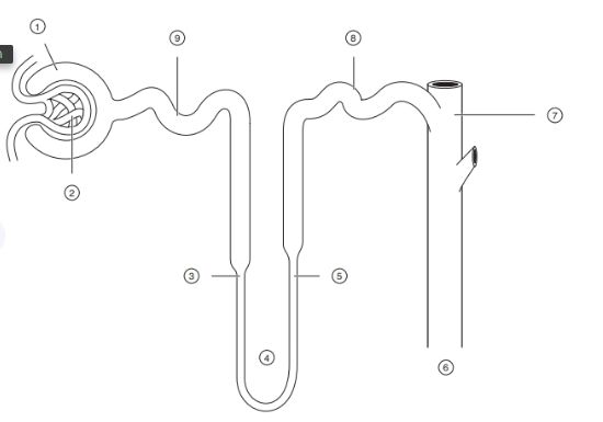 <p>label the nephron structures </p>