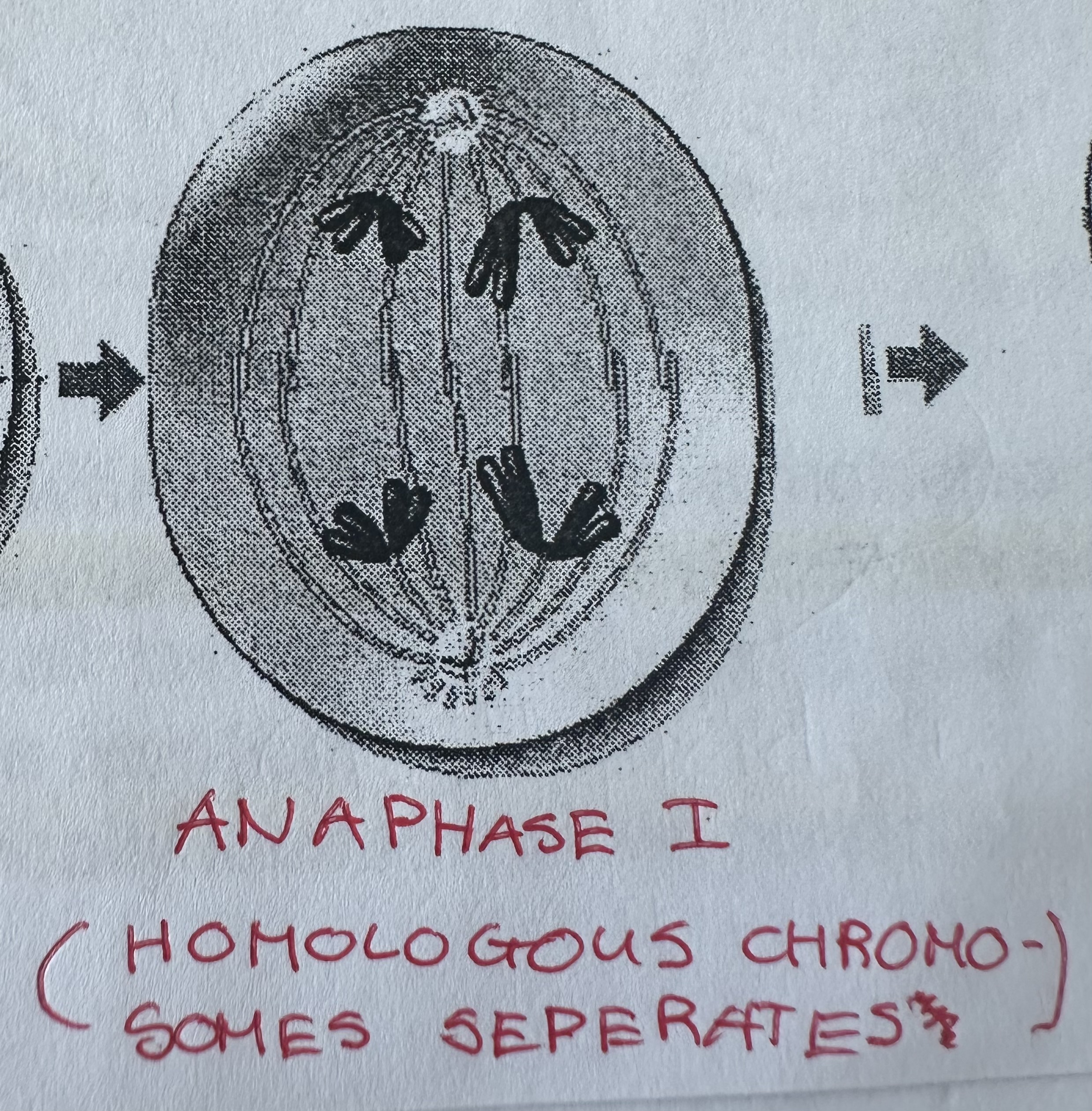 <p>Homologous chromosomes of each tetrad pulled apart, each goes to opposite ends.</p>