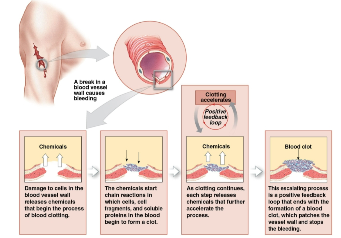 <p>It usually occurs in dangerous responses &amp; produces a response that enchances the original change</p>