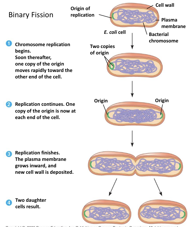 <ul><li><p>Binary fission is the <strong>asexual reproduction method of prokaryotes</strong> (bacteria and archaea).</p></li><li><p>It produces <strong>two genetically identical daughter cells</strong>, unless mutations occur.</p></li><li><p>It is simpler and faster than mitosis because prokaryotes <strong>do not have a nucleus</strong> and have only <strong>one circular chromosome</strong>.</p></li></ul><p><strong>Key Steps (AP Bio–appropriate detail)</strong></p><ol><li><p><strong>DNA Replication</strong></p><ul><li><p>The single circular chromosome is copied starting at the <strong>origin of replication</strong>.</p></li></ul></li><li><p><strong>Chromosome Segregation</strong></p><ul><li><p>As replication continues, the two DNA molecules <strong>attach to different parts of the cell membrane</strong> and move apart as the cell elongates.</p></li></ul></li><li><p><strong>Cell Growth</strong></p><ul><li><p>The cell increases in size, pushing the chromosomes toward opposite ends.</p></li></ul></li><li><p><strong>Cytokinesis</strong></p><ul><li><p>A <strong>septum</strong> (new cell wall) forms in the middle.</p></li><li><p>The cell <strong>splits into two identical cells</strong></p></li></ul></li></ol><p></p>