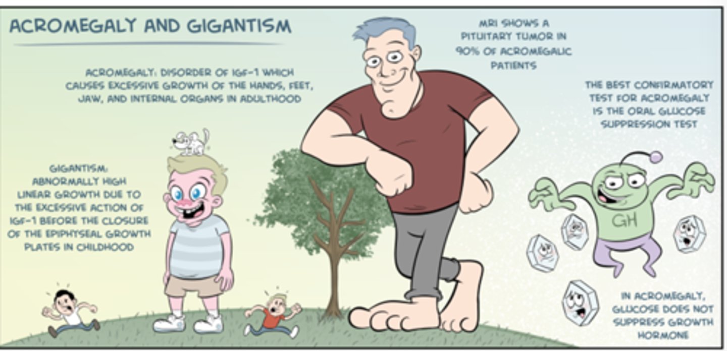 <p>gigantism = abnormally high linear growth d/t excessive action of IGF-1 while the epiphyseal growth plates are open during childhood</p><p>acromegaly = same disorder of IGF-1 excess when it occurs AFTER the growth plate fuses</p>