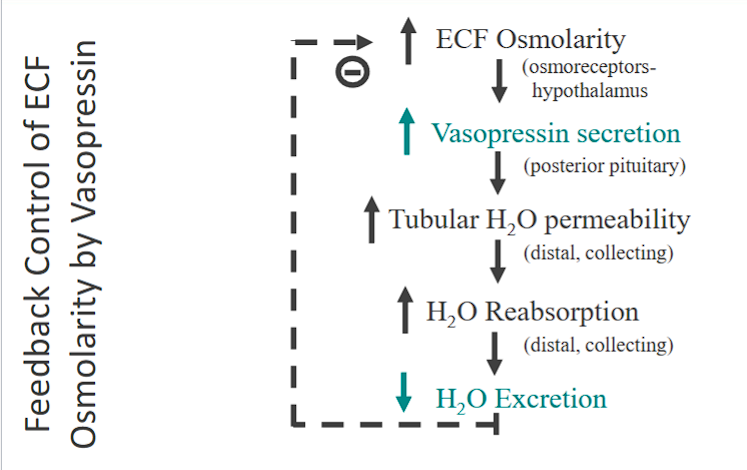 <p><strong><span>The Pathway (as you outlined):</span></strong></p><ol><li><p class="ds-markdown-paragraph"><strong><span>Stimulus:</span></strong><span> ↑ </span><strong><span>ECF Osmolarity (high salt)</span></strong><span> (e.g., from dehydration or high salt intake).</span></p></li><li><p class="ds-markdown-paragraph"><strong><span>Sensor:</span></strong> <strong><span>Osmoreceptors</span></strong><span> in the hypothalamus.</span></p></li><li><p class="ds-markdown-paragraph"><strong><span>Control Center:</span></strong><span> Hypothalamus and Posterior Pituitary.</span></p></li><li><p class="ds-markdown-paragraph"><strong><span>Effector/Hormone:</span></strong><span> ↑ </span><strong><span>Vasopressin (ADH) Secretion</span></strong><span>.</span></p></li><li><p class="ds-markdown-paragraph"><strong><span>Action on Kidney:</span></strong><span> ↑ </span><strong><span>Tubular H₂O Permeability</span></strong><span> in the distal tubule and collecting duct.</span></p></li><li><p class="ds-markdown-paragraph"><strong><span>Effect:</span></strong><span> ↑ </span><strong><span>H₂O Reabsorption</span></strong><span>, ↓ </span><strong><span>H₂O Excretion</span></strong><span>.</span></p></li><li><p class="ds-markdown-paragraph"><strong><span>Final Result:</span></strong><span> ECF Osmolarity returns to normal.</span></p></li></ol><p></p>