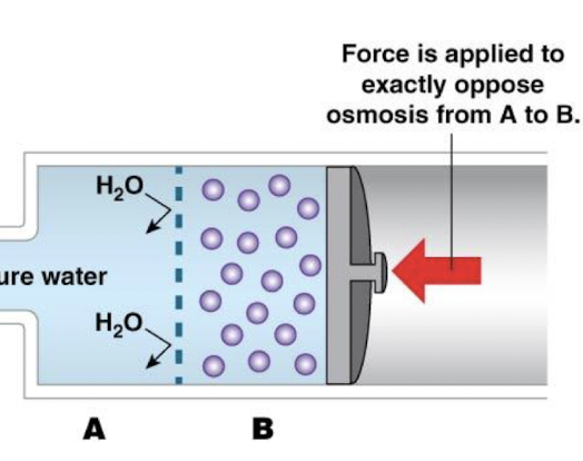 <p>the amount of physical pressure that must be applied to oppose osmosis</p>