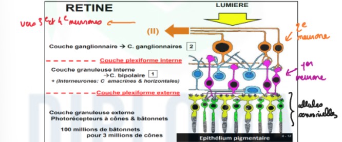 <ul><li><p>protoneurones : cellules bipolaires ne sortant pas de la rétine = violettes</p></li><li><p>deutoneurones : axones sortent de la rétine et convergent → nerf optique qui se dirigera vers le cerveau</p></li></ul>