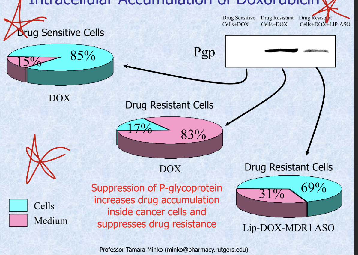 <ul><li><p>drug sensitive cells (DOX)</p><ul><li><p>85% of drug stays inside the cell </p></li><li><p>15% in medium</p></li></ul></li><li><p>drug resistant cells (DOX)</p><ul><li><p>83% of drug in medium</p></li><li><p>17% in cells</p></li></ul></li><li><p>drug resistance cells (lip-DOX-MDR1 ASO)</p><ul><li><p>69% in cells</p></li><li><p>31% in medium</p></li><li><p><strong>suppression of P-glycoprotein increases drug accumulation inside cancer cells and suppresses drug resistance</strong></p></li></ul></li></ul><p></p>
