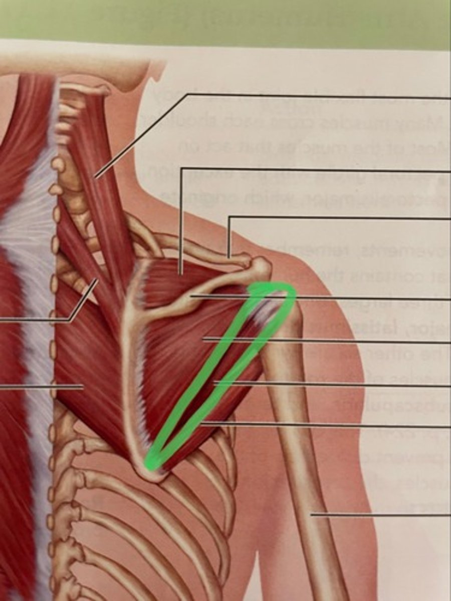 <p>O: lateral border of scapula</p><p>I: greater tubercle of humerus</p><p>A: stabilizes humerus; rotates shoulder laterally</p>