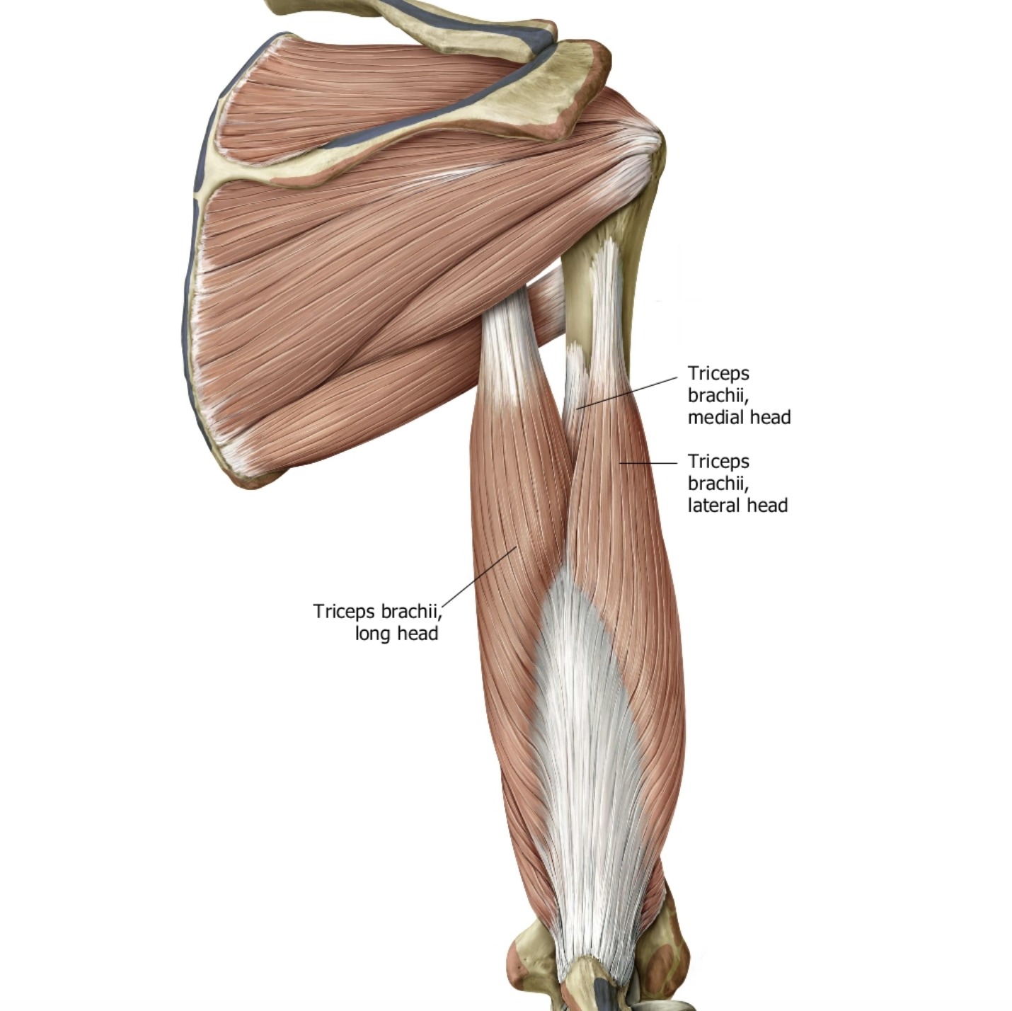 <p><span>What is the insertion point of triceps brachii?</span></p>