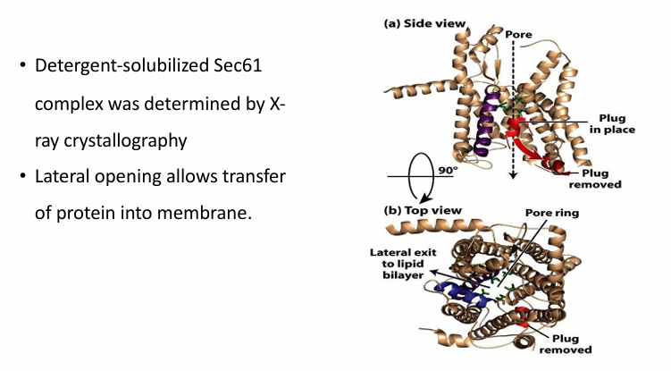 <ul><li><p>Part of traanslocon in co-transloation protein transport </p></li><li><p>Red a-helix is the plug swinging down to open the pore during translocation&nbsp;</p></li><li><p>Blue helix illustrates the lateral opening of the translocon&nbsp;</p></li><li><p>This complex was determined by x-ray crystallography&nbsp;</p></li></ul><p></p>