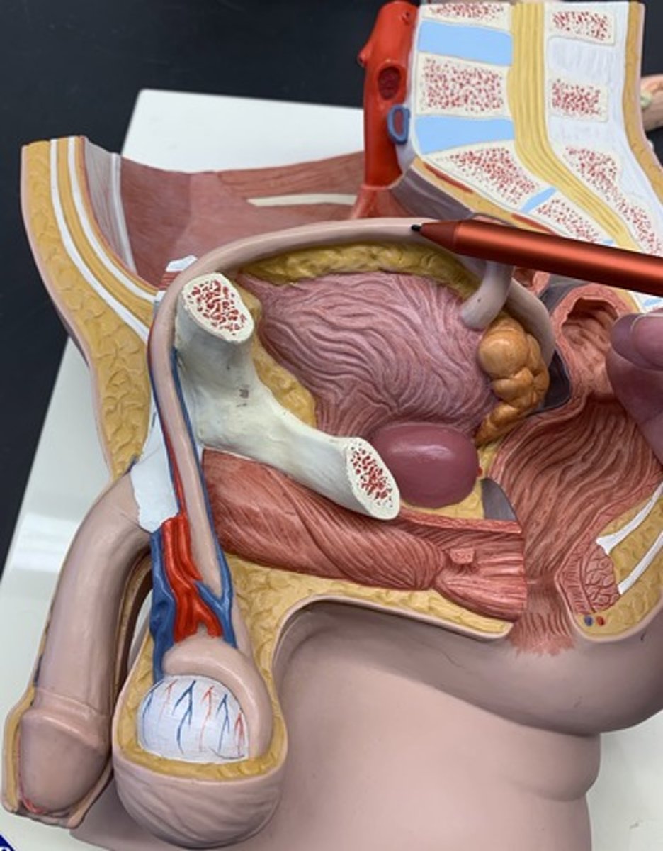 <p>a thin, white cord that carries sperm out from the epididymis; loops over the ureter near attachment of ureter to urinary bladder and joins to the ureter on the dorsal wall</p>