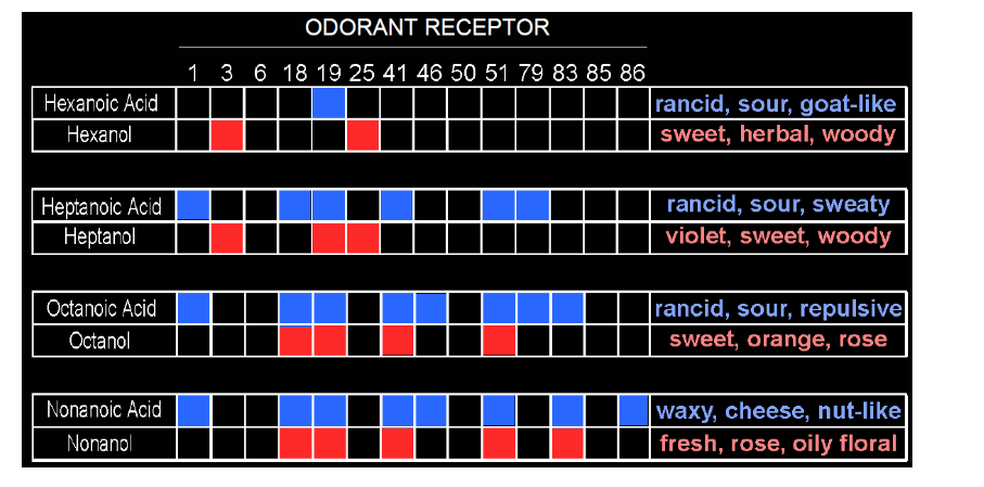 <p>octanol smells fruity and floral but octanoic acid is rancid → changing a functional group changes a lot about how we perceive the smell</p><p>Linda Buck nobel for the receptor perception chart</p>