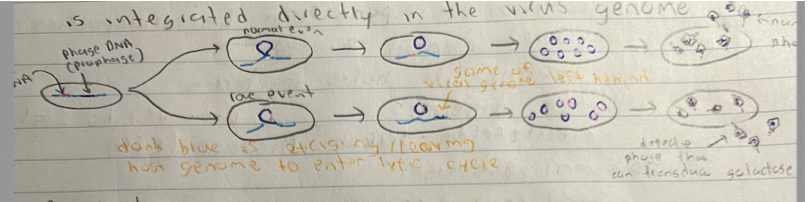 only certain genes near the site of insertion of a lysogenic phage can be transferred. Doesn’t pick up a specific gene BUT it does pick up the gene that are next to the viral DNA (this is the “specialized” part)