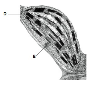 <p>Identify structures labelled <strong>D </strong>and <strong>E</strong>. (2 marks)</p>