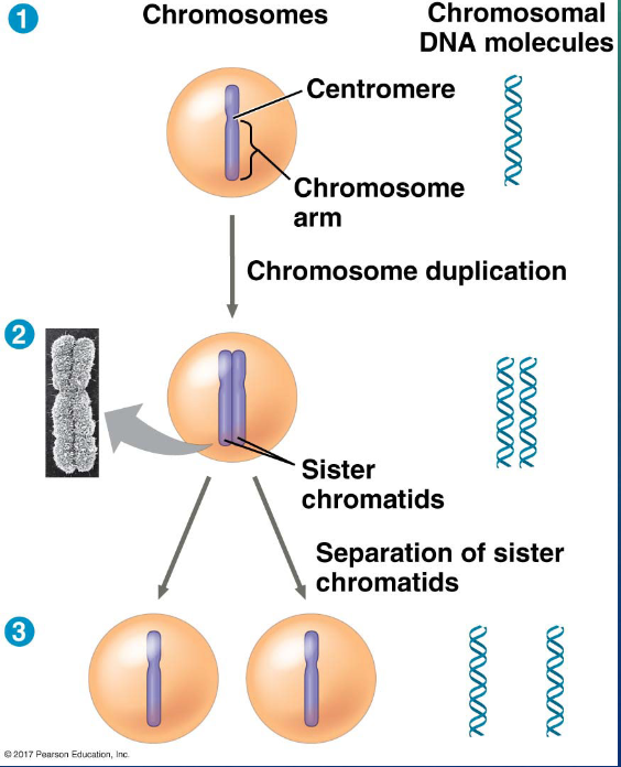<p>separate and move into two nuclei</p>