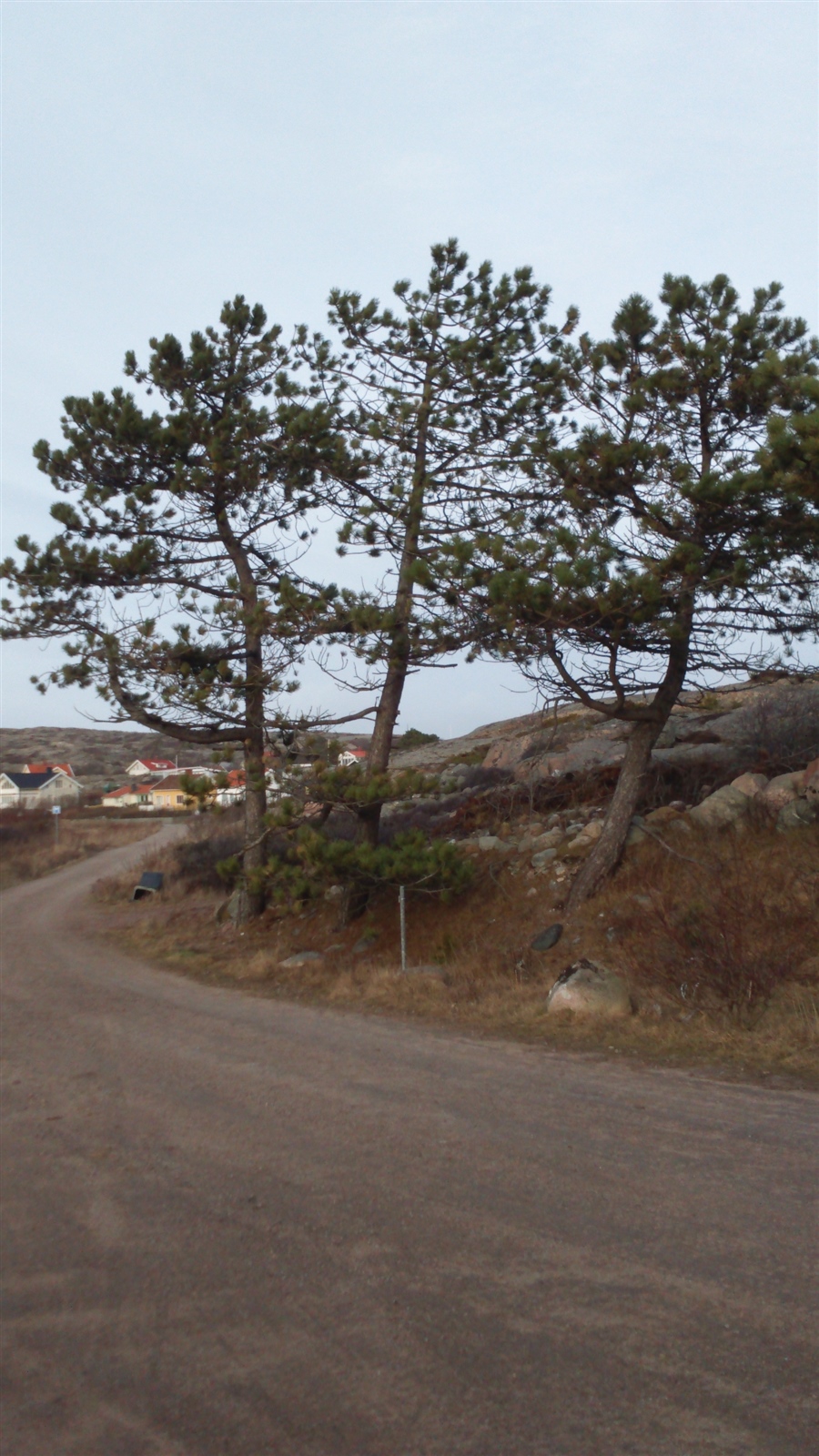 Pinus nigrum h:20 b:12