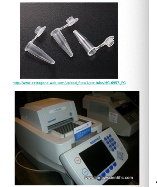 <p>PCR Components</p>