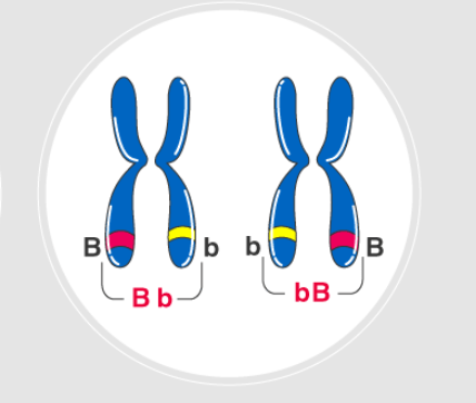 <p>having two different alleles for a gene</p>