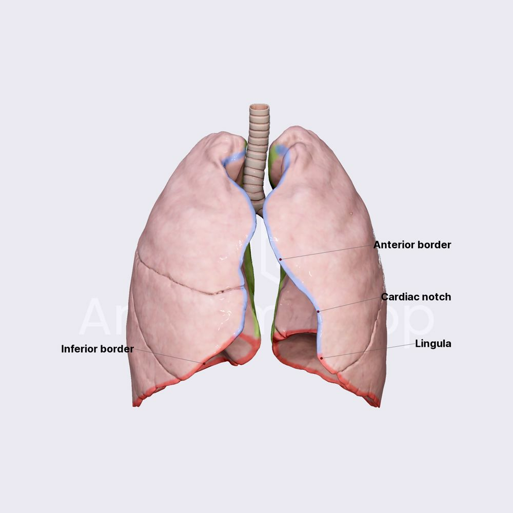 <p>Lung border (2 bờ phổi)</p>