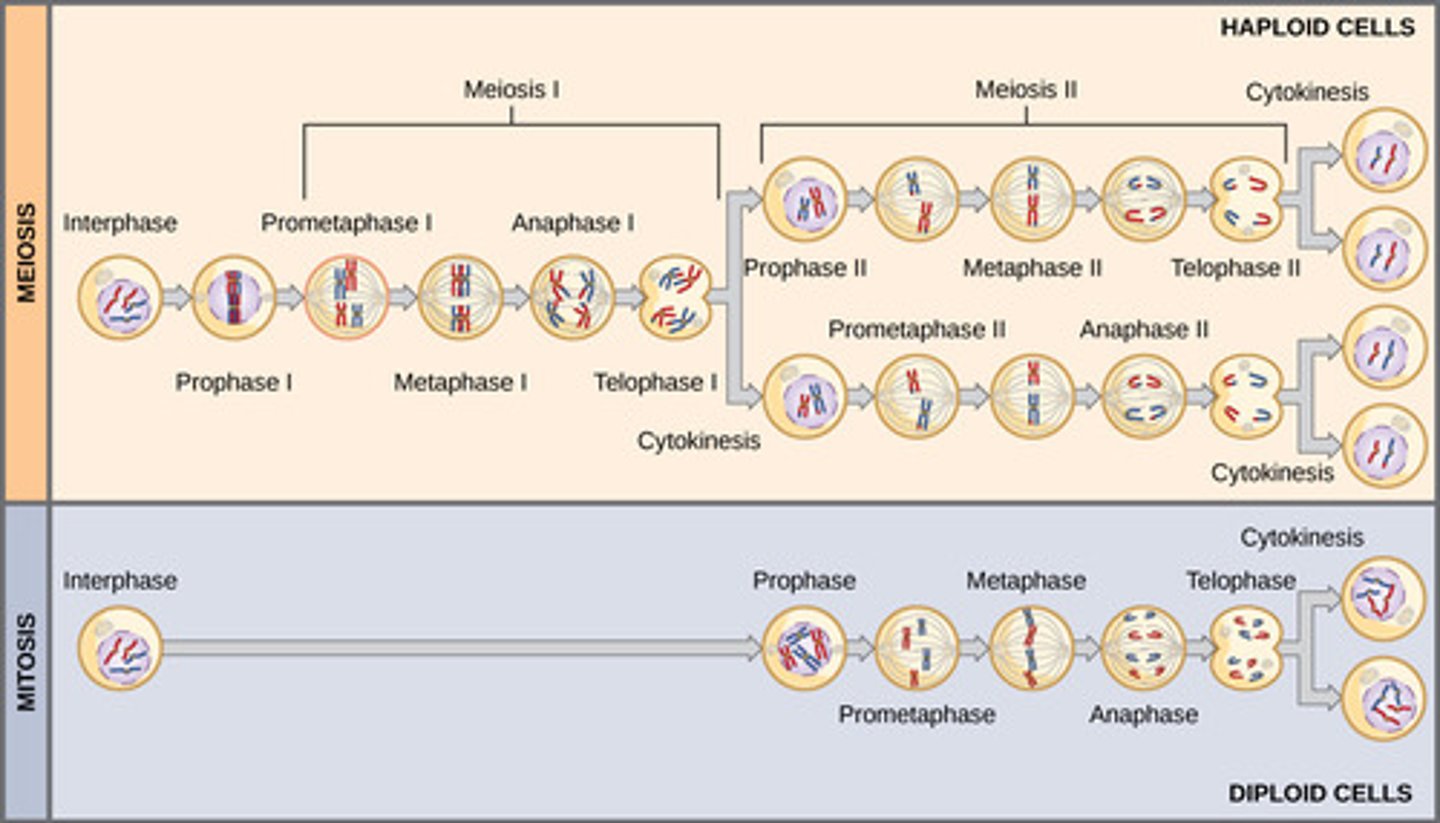 <p>no crossing over in prophase II</p>