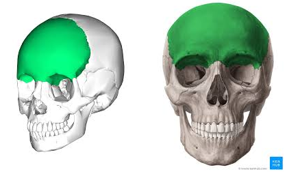 <p><strong>FORMS FRONTAL</strong> and <strong>ABOVE ORBITAL </strong></p>