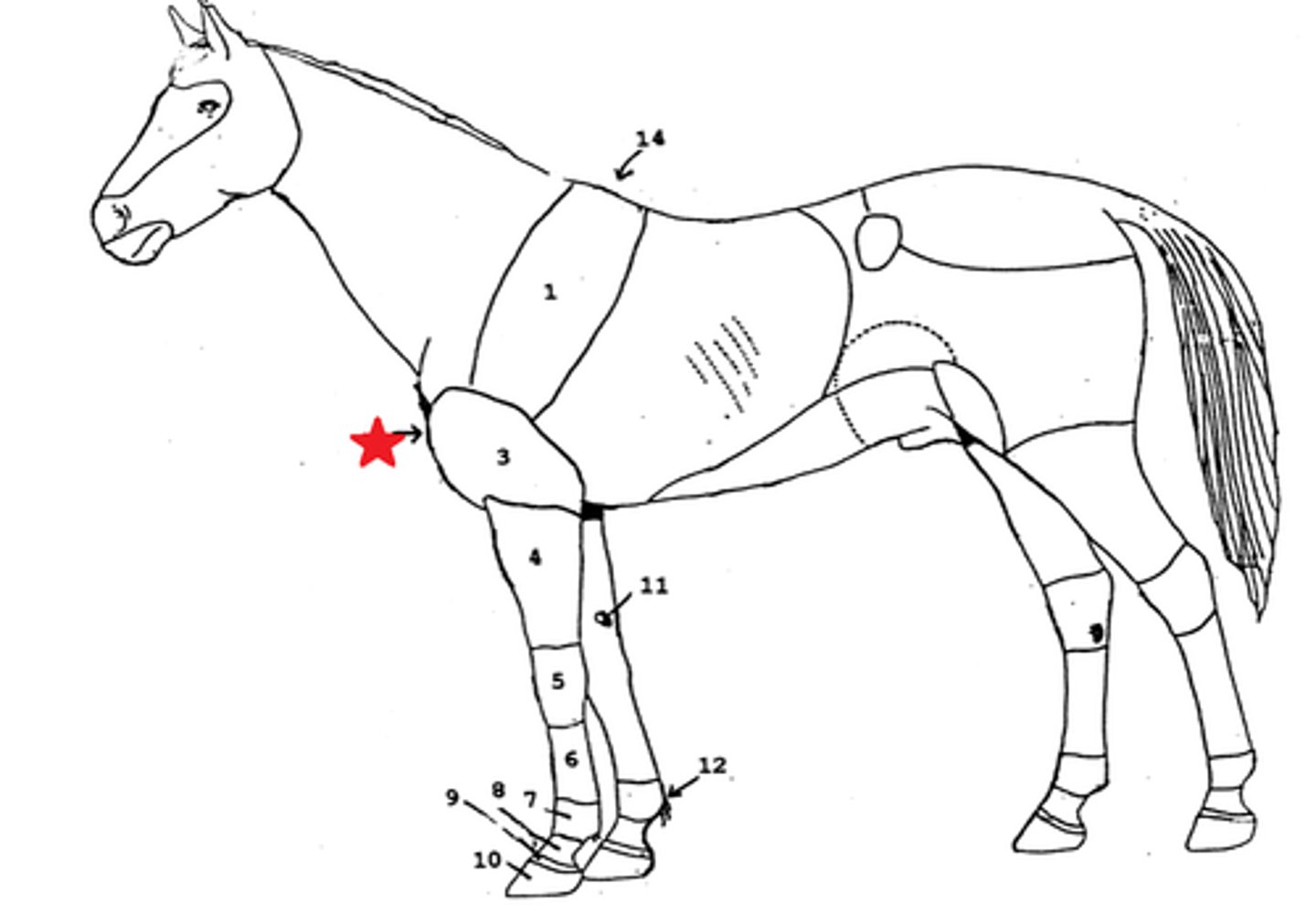 <p>Shoulder</p>