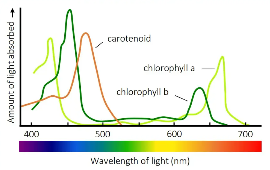<p>what graph is this?</p>