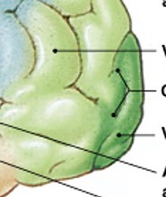 <p>Which special sensory cortex is:</p><ul><li><p>Information from sight receptors</p></li></ul><p></p>