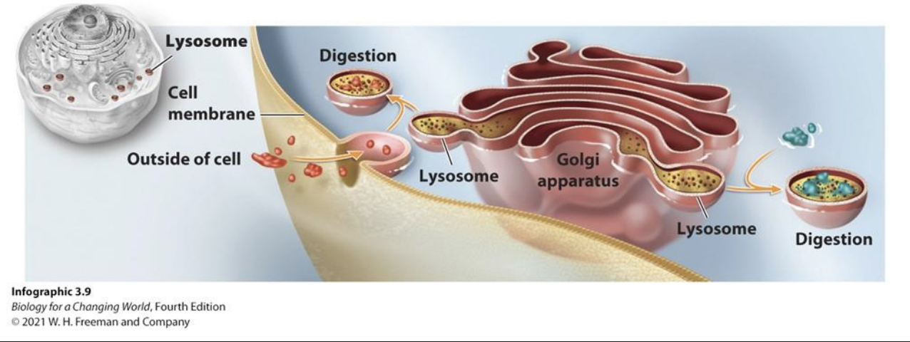 <p>Organelles full of digestive enzymes that break down worn out parts of the cell and materials from the environment </p>