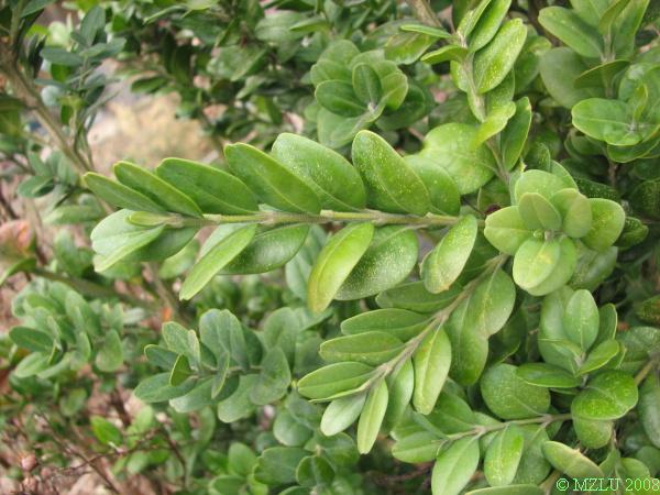 <p><span>zimostráz vždyzelený</span></p>