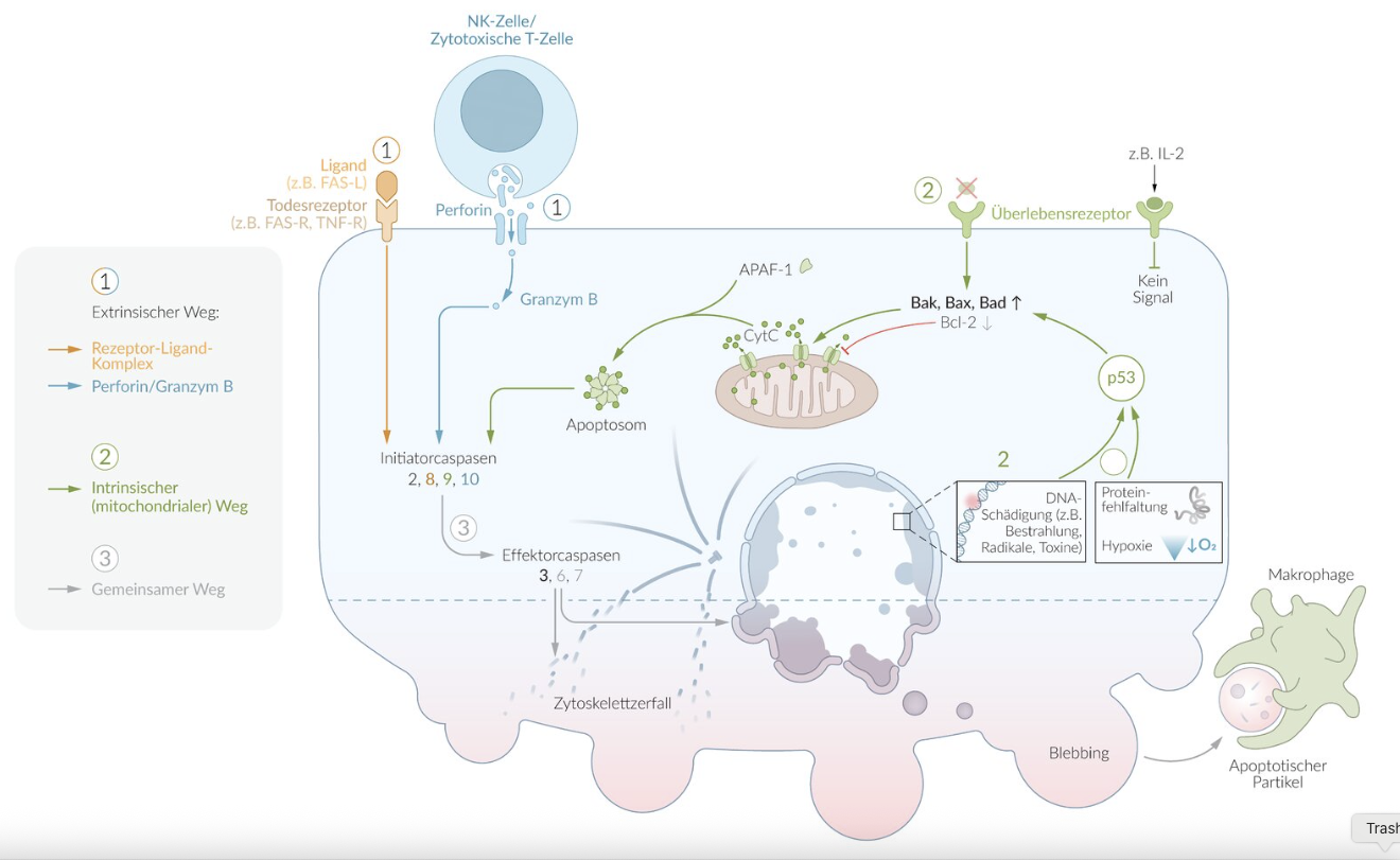 <p>A. The Bax gene</p>
