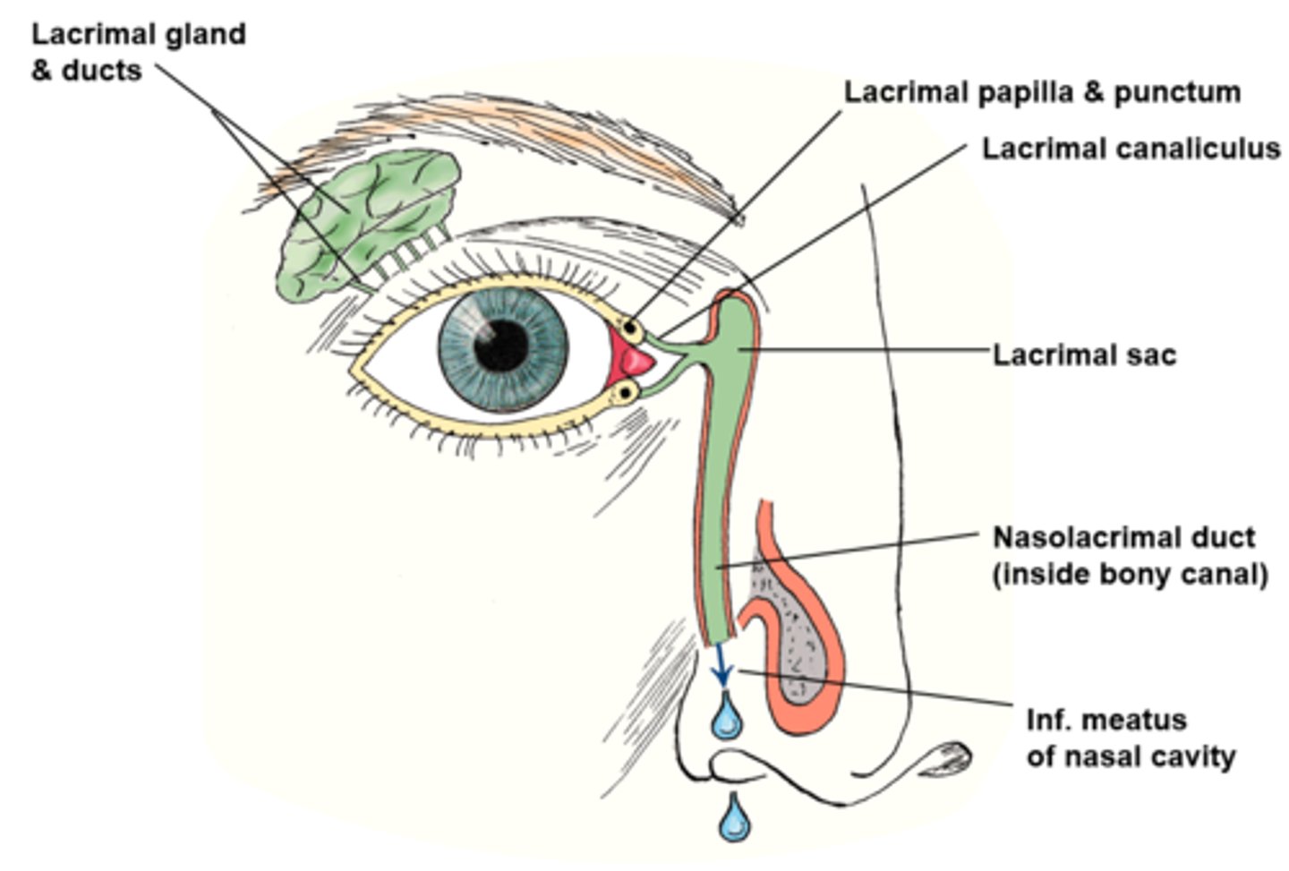 <p>provides passage of lacrimal fluid towards nasal cavity</p>