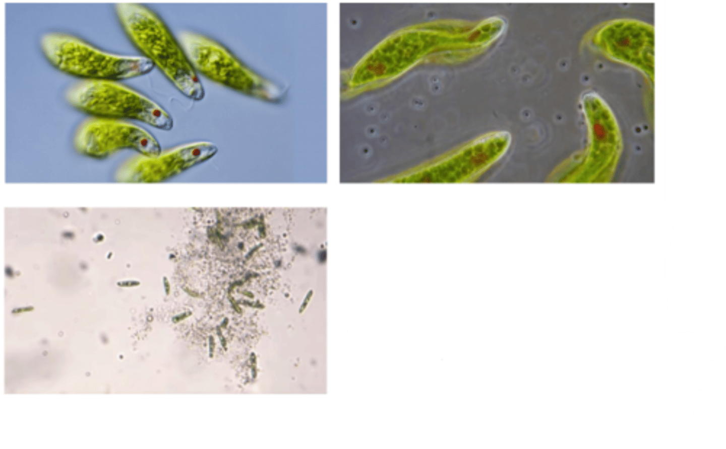 <p>What is the LINEAGE of this organism?</p>