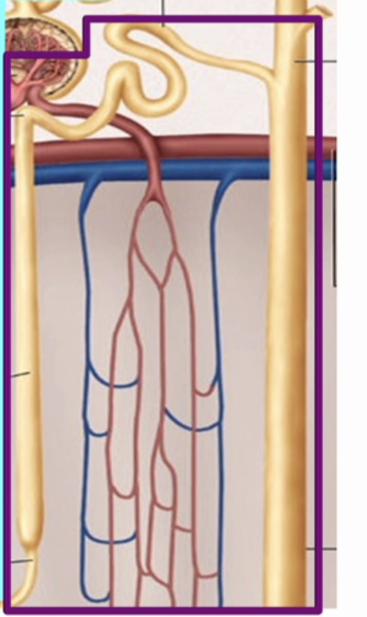 <p>water permeability of the nephron !!!</p><p>if antidiuretic hormone is ABSENT........ the structures that are water impermeable are ......</p>