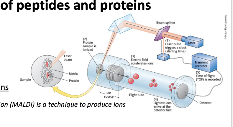 <p>is a powerful technique for ID of peptides and proteins</p><ul><li><p>used to investigate:</p><ul><li><p>when and where proteins expressed</p></li><li><p>rate of protein production, degradation, and steady-state abundance</p></li><li><p>how proteins are modified (for example, post-translational modifications such as phosphorylation</p></li><li><p>the movement of proteins between subcellular compartments</p></li><li><p>how proteins interact with one another</p></li></ul></li><li><p>mass spec allows the <u>highly precise and sensitive detection of the </u><strong><u>mass</u></strong><u> of an analyte</u></p></li><li><p>mass spectrometers:</p><ul><li><p>convert the analyte into <u>gas-phase ions</u></p><ul><li><p>matrix-assisted laser desorption/ionization (MALDI) = technique used to produce ions using a laser energy-absorbing matrix</p></li><li><p>electrospray ionization (ESI) = techinque used to produce ions using an electrospray in which a <strong>high voltage</strong> is applied to <strong>liquid</strong> to create <strong>aerosol</strong></p></li></ul></li><li><p>apply <u>electrostatic potentials</u> to measure the <strong>mass-to-charge ratio (m/z)</strong></p></li><li><p>consists of 3 components</p><ul><li><p>ion source</p></li><li><p>mass analyzer</p></li><li><p>detector<br></p></li></ul></li></ul></li></ul><p></p>