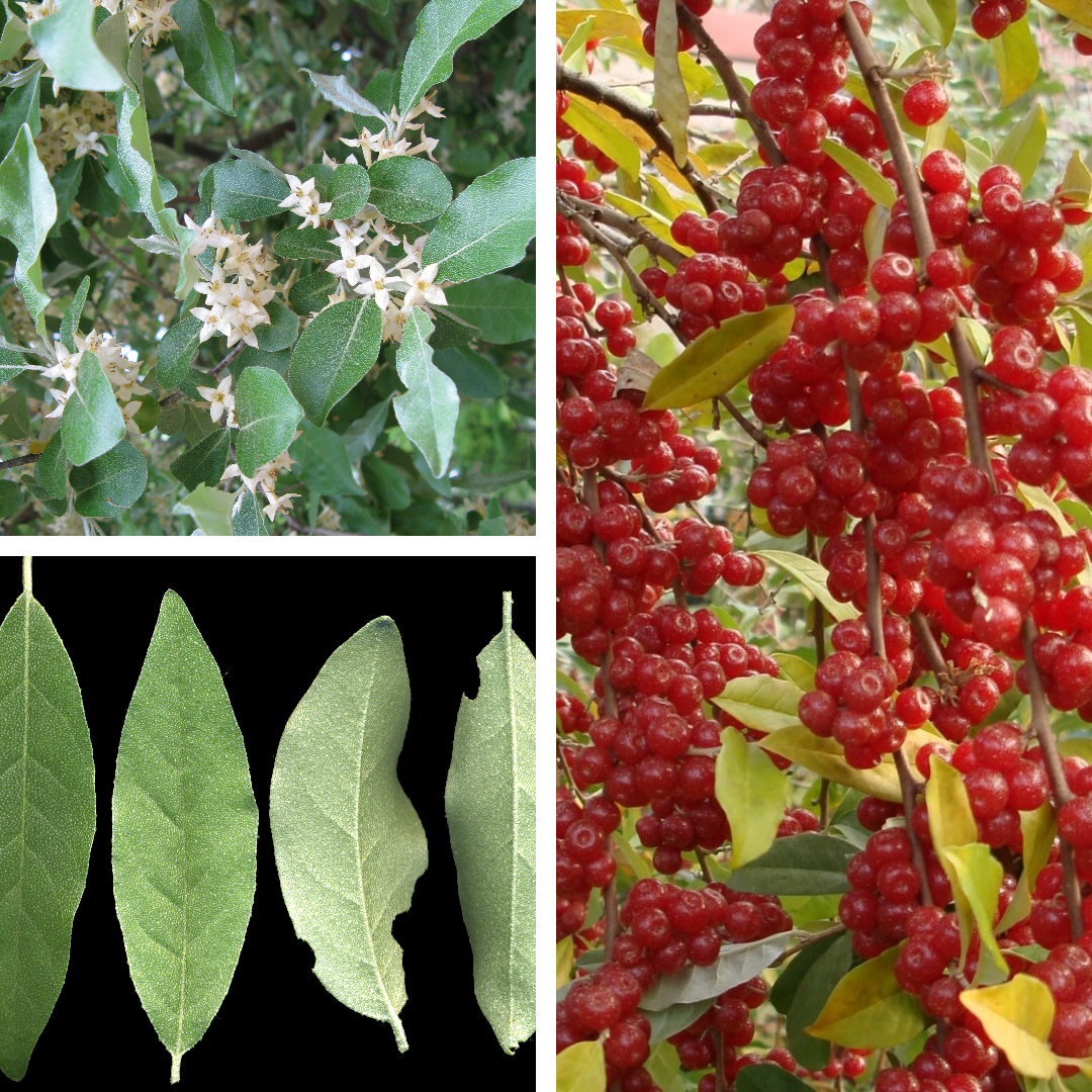 <p>Autumn-olive</p>