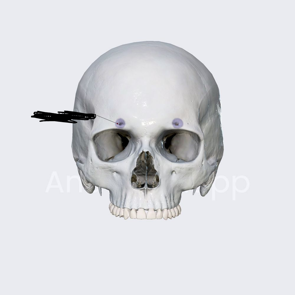 <p>bony marking?</p>