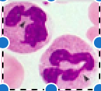 <p>Identify leukocyte:</p>