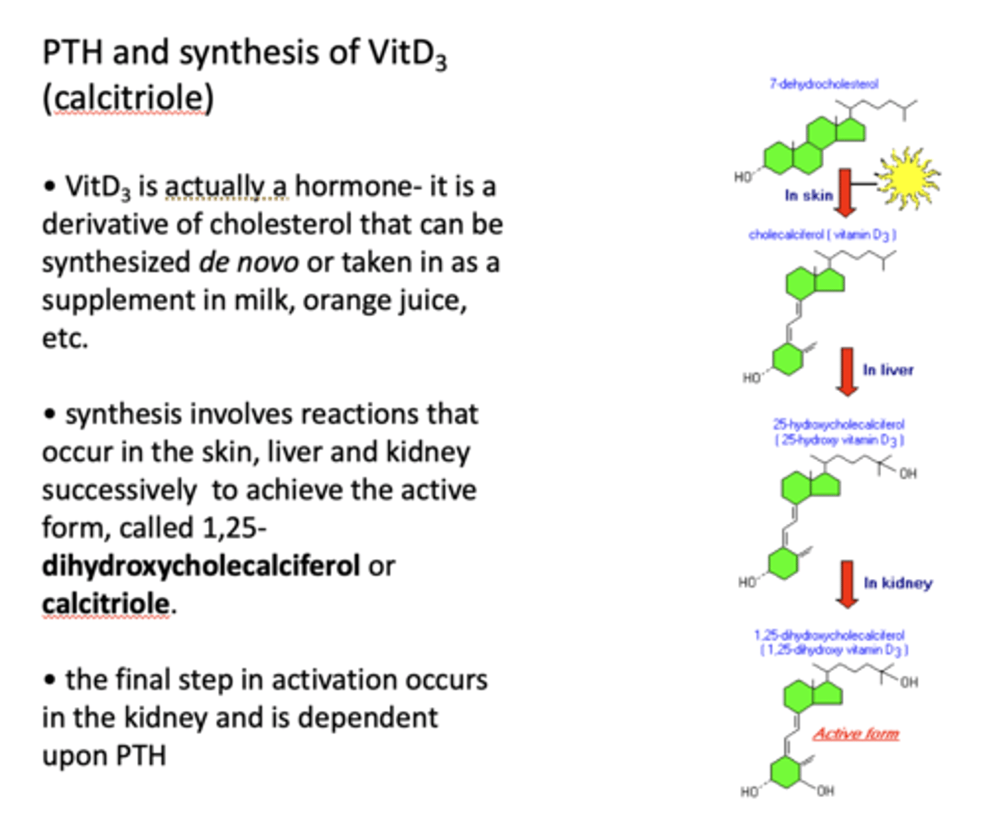 <p>In the kidney and is dependent upon PTH</p>